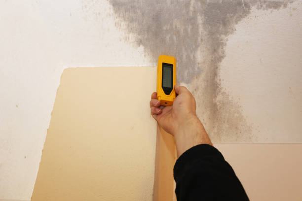 Best Commercial Mold Inspection  in Valrico, FL