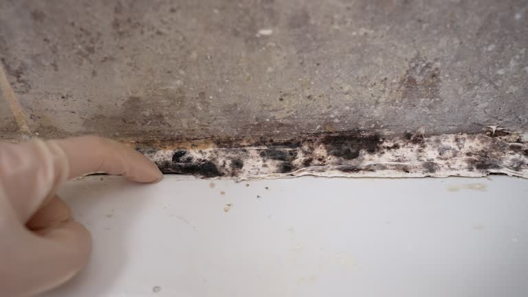 Best Airborne Mold Testing  in Valrico, FL