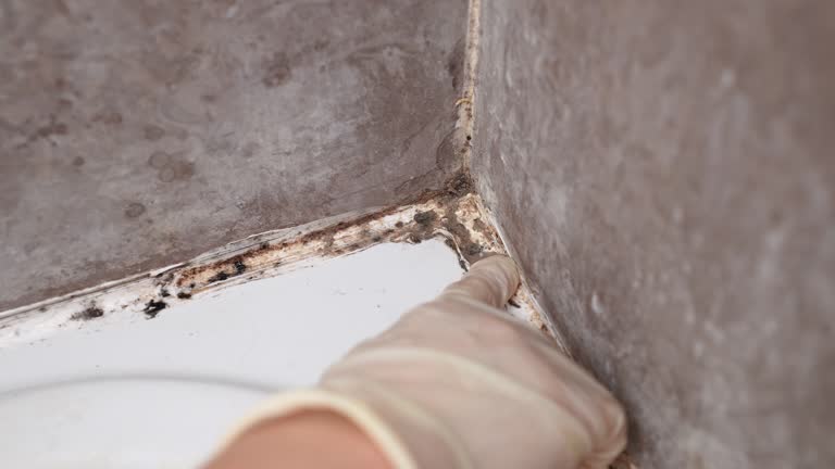 Best Residential Mold Inspection & Testing  in Valrico, FL